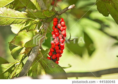Red fruit fruit 44580048