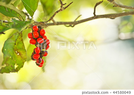 紅色水果 紅色水果 44580049