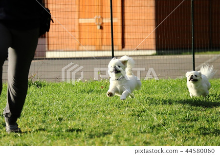 Pekingese跑狗跑 Pekingese跑狗跑 44580060