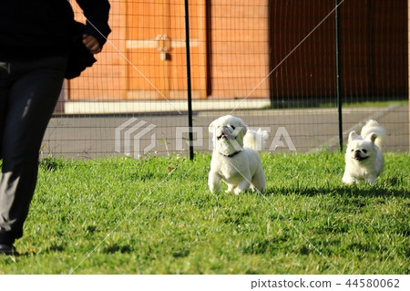 Pekingese跑狗跑 Pekingese跑狗跑 44580062