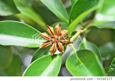 Shikimi's fruit 44580177