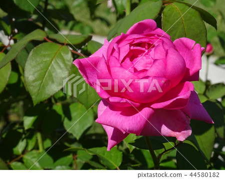 Nakanoshima Rose Garden Nakanoshima Rose Garden 44580182