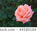 Nakanoshima Rose Garden 44580184