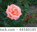 Nakanoshima Rose Garden 44580185