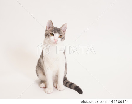 Sitting kitten (Yuzu) Sitting kitten (Yuzu) 44580334