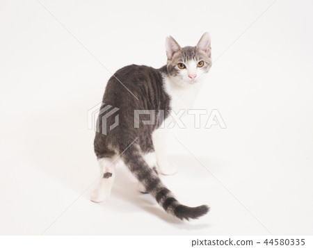 Little cat turned around (Yuzu) Little cat turned around (Yuzu) 44580335