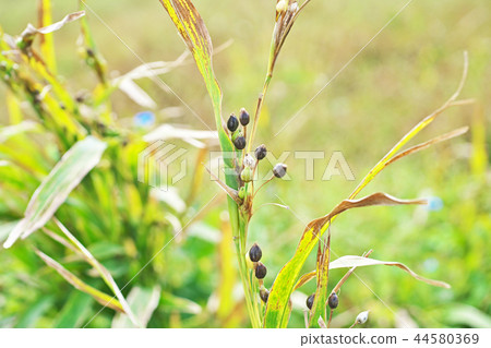 Fruit of Juzudama Fruit of Juzudama 44580369