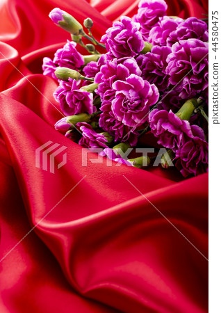 Carnation Carnation 44580475