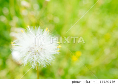 Fluffy dandelion fluff Fluffy dandelion fluff 44580516