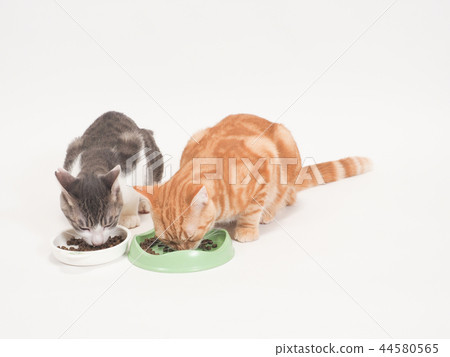 兩隻小貓吃的食物（Yuzu＆Nyasuke） 44580565