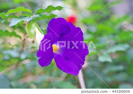 Scarlet Thunbergia vegueriana flower 44580609