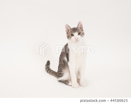 Sitting kitten (Yuzu) 44580625