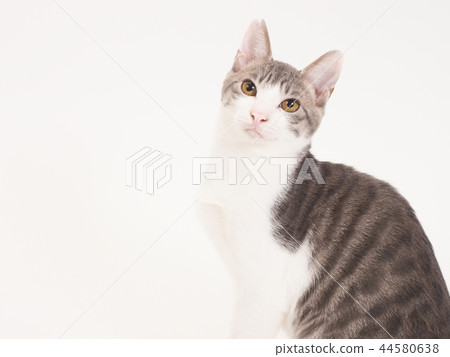 Portrait of Sitting kitten (Yuzu) 44580638