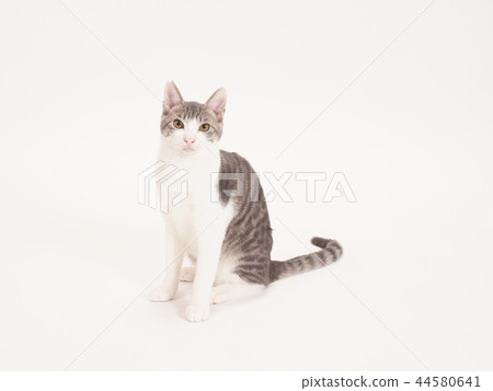 Sitting kitten (Yuzu) 44580641