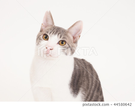 Portrait of Sitting kitten (Yuzu) Portrait of Sitting kitten (Yuzu) 44580642