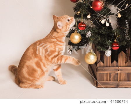Christmas tree and kittens Christmas tree and kittens 44580754