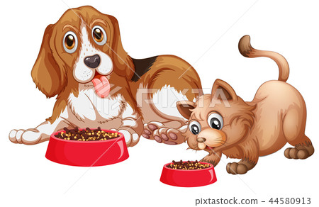 Dog and cat eating Dog and cat eating 44580913