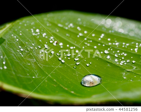A rose that shines on a banana leaf after the rain 44581256
