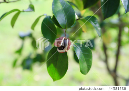茶花 茶花 44581386