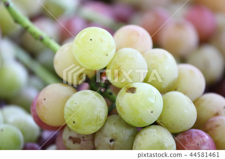 葡萄採摘 葡萄採摘 44581461