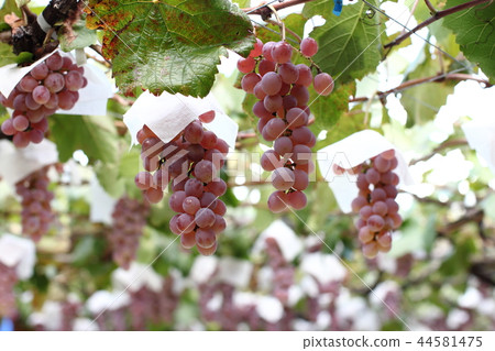 葡萄採摘 葡萄採摘 44581475