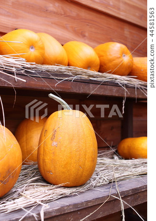 pumpkin pumpkin 44581563