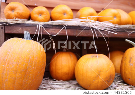 pumpkin pumpkin 44581565
