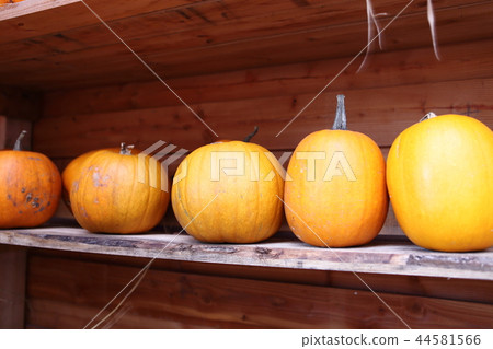 pumpkin pumpkin 44581566