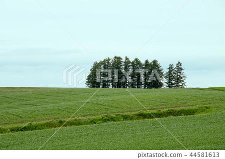 北海道美瑛山一棵樹站在一個平緩的斜坡上 44581613