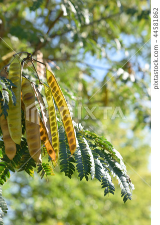 豆芽針灸豆 豆芽針灸豆 44581862