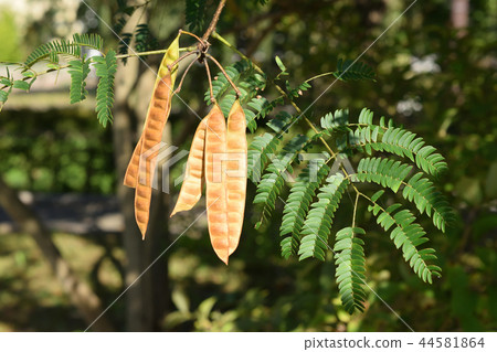 Acupuncture bean of bean sprouts 44581864