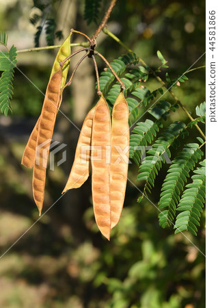 豆芽針灸豆 豆芽針灸豆 44581866