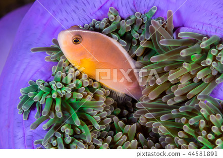 The Skunk Anemonefish, fish The Skunk Anemonefish, fish 44581891