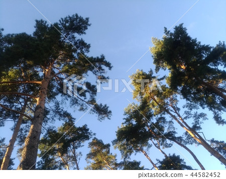 Low angle, trees against sky 44582452