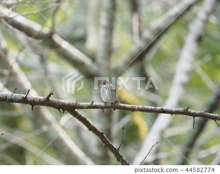 Ezobitaki / Cherry tree Ezobitaki / Cherry tree 44582774