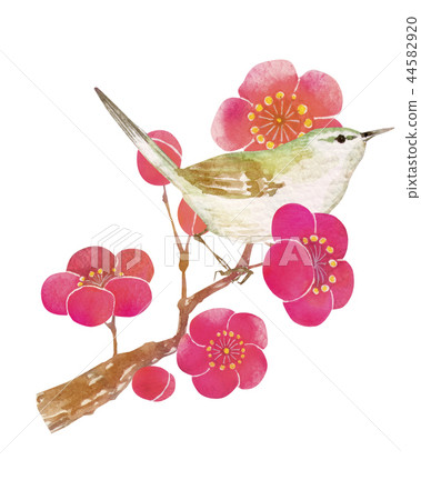 Plum blossom and Uguisu watercolor illustration 44582920