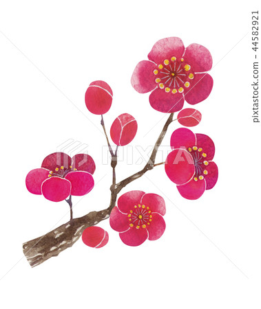 Plum blossom red plum blossom branch watercolor illustration 44582921