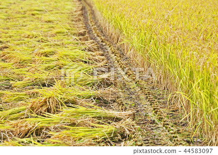 Cutting of rice 44583097