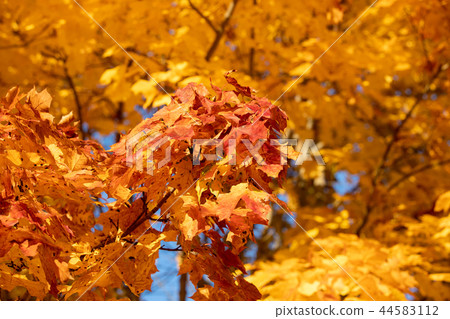 Autumn Leaves Background 44583112