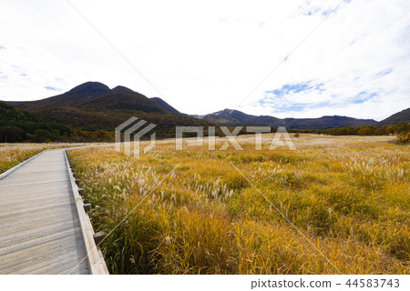 秋天的第一個人塔德濕地 秋天的第一個人塔德濕地 44583743