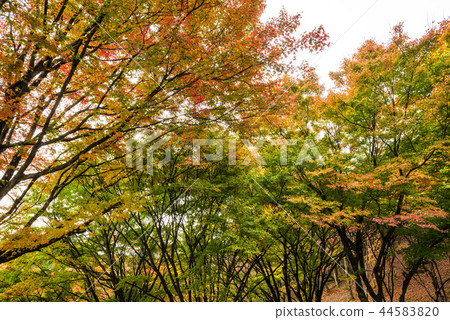 Autumn leaves of work park 44583820