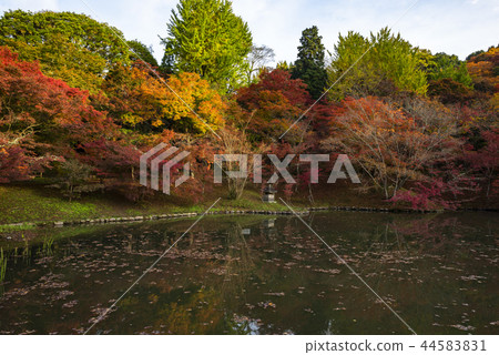 Autumn leaves of work park 44583831