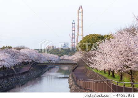 Cherry blossoms in Peace Citizen Park 44583951