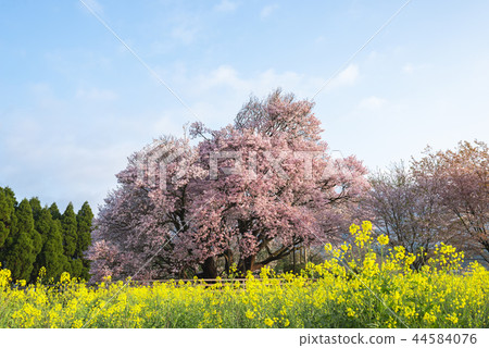 A cherry tree in one row A cherry tree in one row 44584076