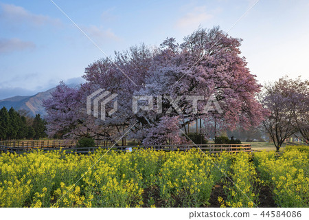 A cherry tree in one row 44584086