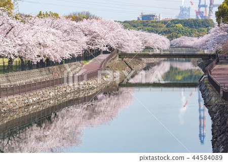 和平公民公園的櫻花 和平公民公園的櫻花 44584089