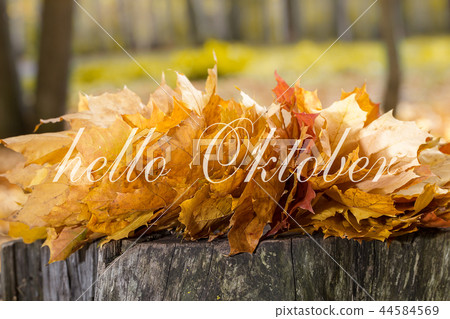 Hello October greeting card. Autumn maple leaves 44584569