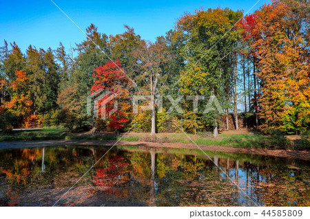 autumn colored trees reflection in water 44585809