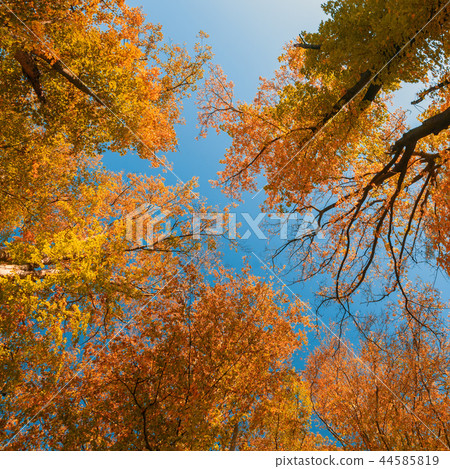 autumn colored tree top in fall season 44585819