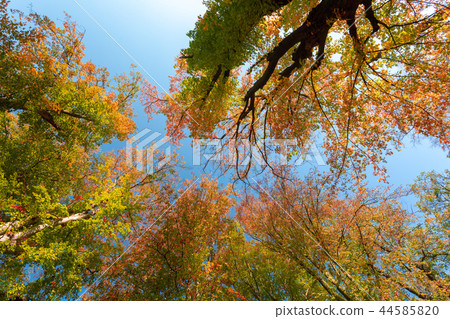 autumn colored tree top in fall season 44585820